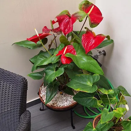 Theo's House Apartment *